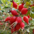 шиповник Витаминный ВНИВИ саженцы (Россия)