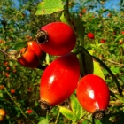 шиповник Воронцовский 3 саженцы (Россия)