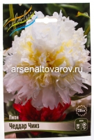 Пион махровый Чеддар Чииз (в пакете 1 шт) корневищные (Голландия)