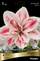 Амариллис махровый Акуаро (в пакете 1 шт) луковичные (Голландия)