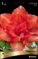 Амариллис махровый Бенито (в пакете 1 шт) луковичные (Голландия)