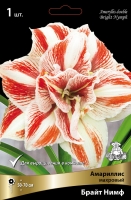 Амариллис махровый Брайт Нимф (в пакете 1 шт) луковичные (Голландия)