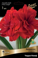 Амариллис махровый Черри Нимф (в пакете 1 шт) луковичные (Голландия)