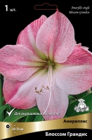 Амариллис простой Блоссом Грандис (в пакете 1 шт) луковичные (Голландия)