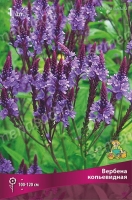 Вербена копьевидная (в пакете 1 шт) корневищные (Голландия)