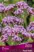 Вербена бонарская Пёпл Хейз (в пакете 1 шт) корневищные (Голландия) 