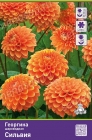 георгина шаровидная Сильвия (в пакете 1 шт) клубневые (Голландия)