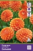 Георгина шаровидная Сильвия (в пакете 1 шт) клубневые (Голландия) 