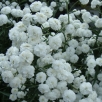Гипсофила метельчатая Бристол Фэйри (в пакете 1 шт) корневищные (Голландия) 