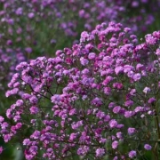 Гипсофила метельчатая Фламинго (в пакете 1 шт) корневищные (Голландия)