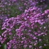 Гипсофила метельчатая Фламинго (в пакете 1 шт) корневищные (Голландия) 