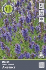 иссоп лекарственный Аметист (в пакете 1 шт) корневищные (Голландия)