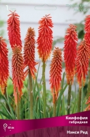 Книфофия гибридная Нэнси Ред (в пакете 1 шт) корневищные (Голландия)