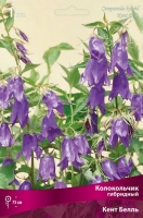 Колокольчик гибридный Кент Белль (в пакете 1 шт) корневищные (Голландия)