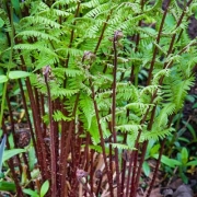 Кочедыжник женский Леди ин Ред (в пакете 1 шт) корневищные (Россия)