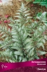 Кочедыжник японский Пиктум (в пакете 1 шт) корневищные (Россия) 