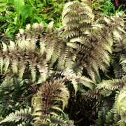 Кочедыжник японский Урсулас Ред (в пакете 1 шт) корневищные (Россия)