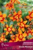 Крокосмия Эмили Макензи (в пакете 10 шт) цена за пакет клубнелуковичные (Голландия) 
