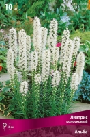 Лиатрис колосковый Альба (в пакете 10 шт) цена за пакет клубнелуковичные (Голландия)