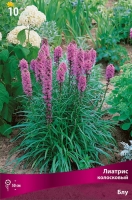 Лиатрис колосковый Блу (в пакете 10 шт) цена за пакет клубнелуковичные (Голландия)