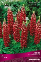 Люпин многолистный Зе Пейджиз (в пакете 1 шт) корневищные (Голландия)