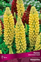 Люпин многолистный Шандэлье (в пакете 1 шт) корневищные (Голландия)