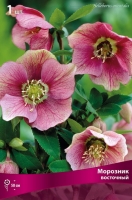 Морозник восточный (в пакете 1 шт) корневищные (Голландия)