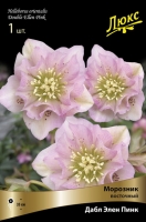 Морозник восточный махровый Дабл Элен Пинк (в пакете 1 шт) корневищные (Голландия)