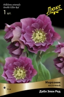 Морозник восточный махровый Дабл Элен Ред (в пакете 1 шт) корневищные (Голландия)