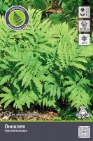 Оноклея чувствительная (в пакете 1 шт) корневищные (Россия)