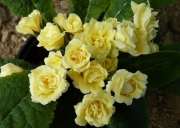 Примула обыкновенная Бонёр (в пакете 1 шт) корневищные (Голландия)