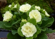 Примула обыкновенная Джэк Лэд (в пакете 1 шт) корневищные (Голландия)