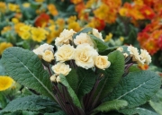 Примула обыкновенная Крем дю Трегор (в пакете 1 шт) корневищные (Голландия)