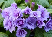 Примула обыкновенная Пёпл Сторм (в пакете 1 шт) корневищные (Голландия)