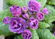 Примула обыкновенная Фру Фру (в пакете 1 шт) корневищные (Голландия)