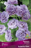 Примула ушковая Ксавьер Лайт (в пакете 1 шт) корневищные (Голландия)