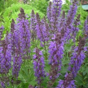 Сальвия дубравная Блаукенигин (в пакете 1 шт) корневищные (Голландия)