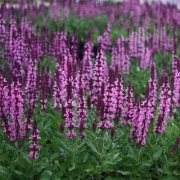 Сальвия дубравная Нью Деменшн Роза (в пакете 1 шт) корневищные (Голландия)