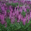 Сальвия дубравная Нью Деменшн Роза (в пакете 1 шт) корневищные (Голландия) 