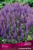 Сальвия дубравная Сальватор Блу (в пакете 1 шт) корневищные (Голландия) 