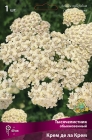 тысячелистник обыкновенный Крем де ла Крем (в пакете 1 шт) корневищные (Голландия)