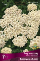Тысячелистник обыкновенный Крем де ла Крем (в пакете 1 шт) корневищные (Голландия)