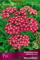 Тысячелистник обыкновенный Флауэрбёрст (в пакете 1 шт) корневищные (Голландия)