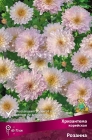 хризантема корейская Розанна (в пакете 1 шт) корневищные (Голландия)