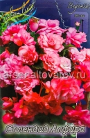 Бегония Сплендид Алфира (в пакете 3 шт) цена за пакет клубневые (Голландия)