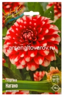 Георгина декоративная Нагано (в пакете 1 шт) клубневые (Голландия)