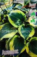 Хоста Атлантис (в пакете 1 шт) корневищные (Голландия)