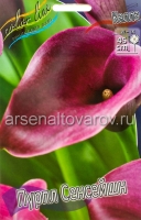 Калла Пурпл Сенсейшн (в пакете 2 шт) цена за пакет клубневые (Голландия)
