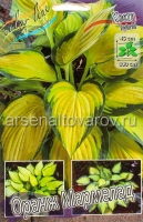 Хоста Оранж Мармелад (в пакете 1 шт) корневищные (Голландия)