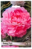 Пион махровый Вивид Роуз (в пакете 1 шт) корневищные (Голландия) 